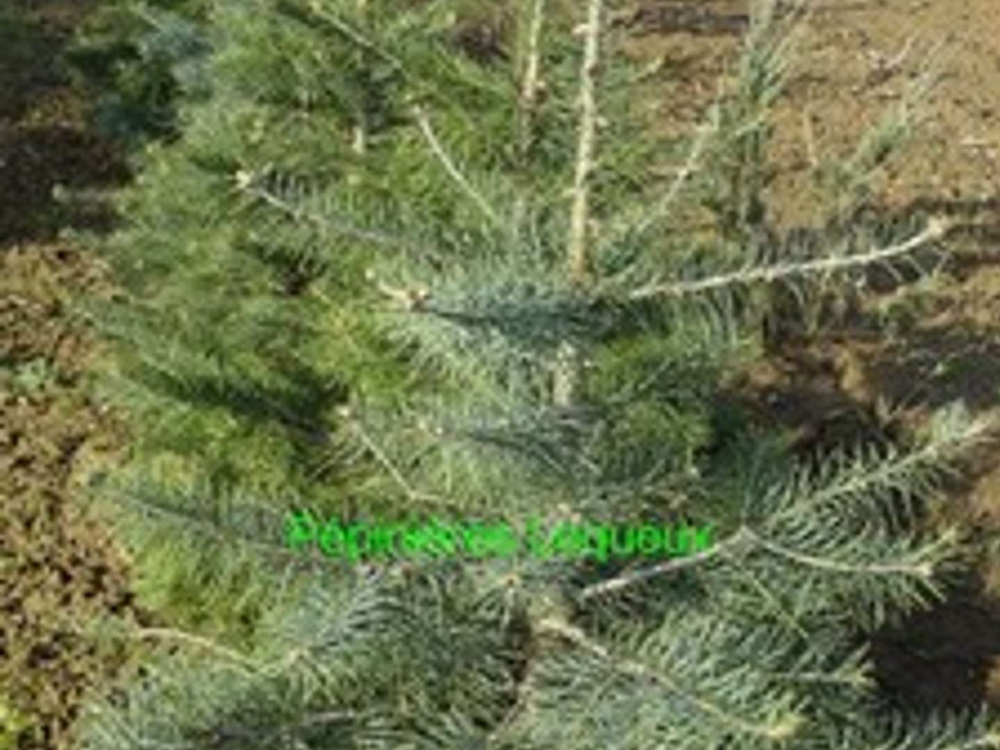 SAPIN DU COLORADO